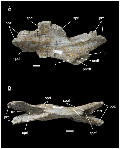 Specimen MSF 11.3.074 (C6).