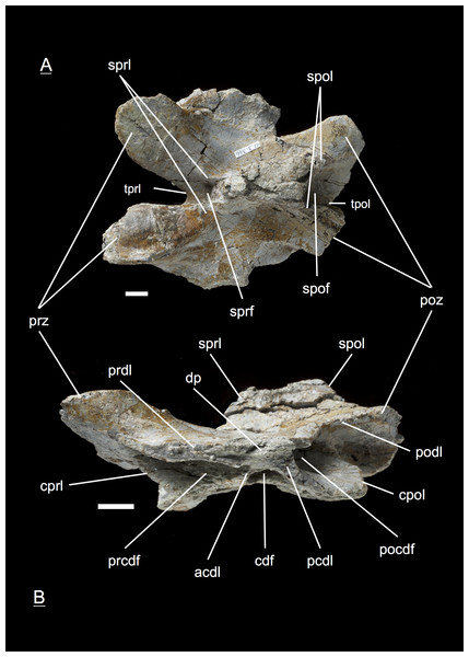 Specimen MSF 11.3.366 (C10).
