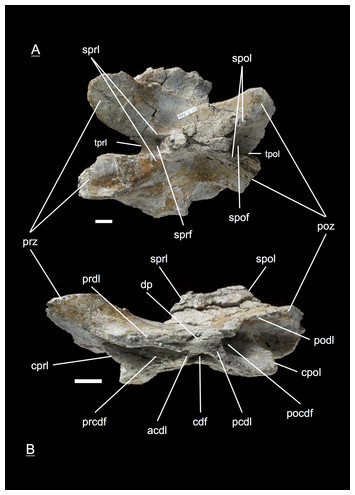 The first juvenile specimens of Plateosaurus engelhardti from Frick ...