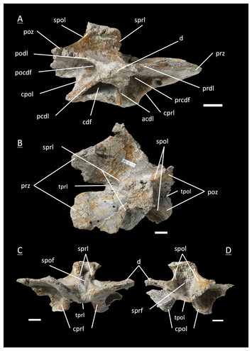 The first juvenile specimens of Plateosaurus engelhardti from Frick ...