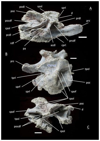 Specimen MSF 11.3.376 (D3).