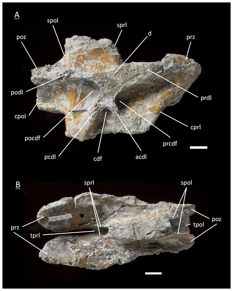 Specimen MSF 11.3.049 (D4).