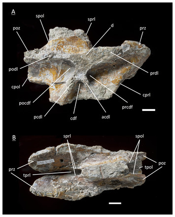 The first juvenile specimens of Plateosaurus engelhardti from Frick ...