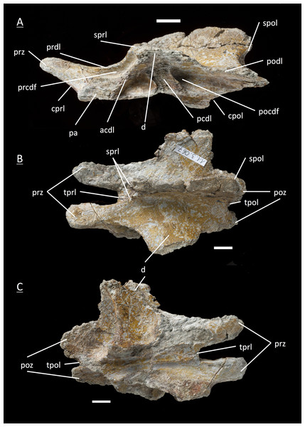 Specimen MSF 11.3.067 (D5).