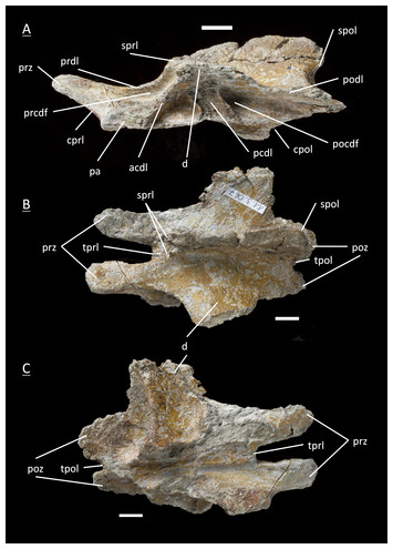 The first juvenile specimens of Plateosaurus engelhardti from Frick ...