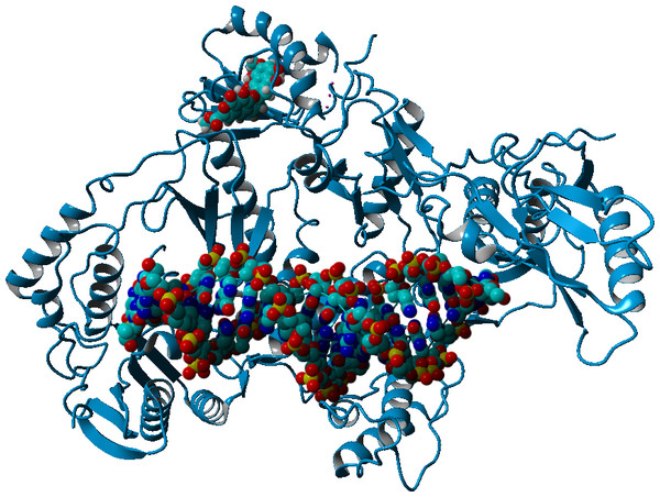 Preferential binding mode of ligand 28 to HIV reverse transcriptase, as computed with AutoDock, with superposed DNA molecule taken from the DNA-bound HIV structure (PDB: 2HMI) (Ding et al., 1998).