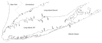 Hemigrapsus sanguineus in Long Island salt marshes: experimental ...