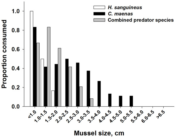 Impact of heterospecific predators on reducing the size of mussels being consumed.