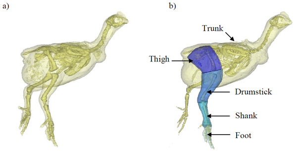 A 3D model representation of the broiler showing the body and pelvic limb segments.