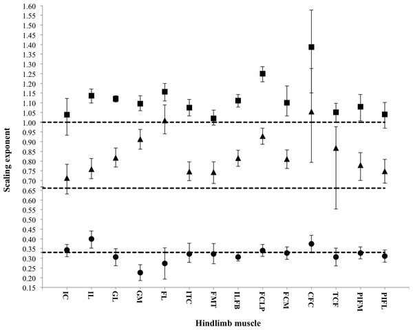 Scaling exponents of pelvic limb muscle properties as a function of increasing body mass.