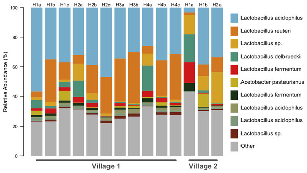 All chicha samples were dominated by Lactobacillus spp.