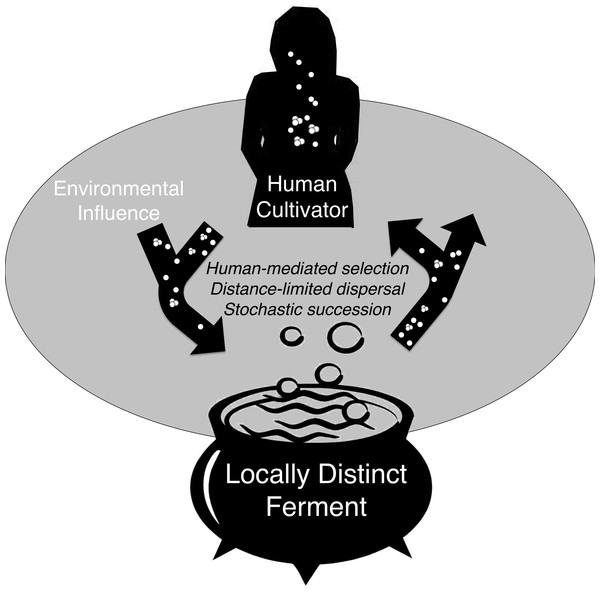 Conceptual model of microbial exchange between human cultivators and a locally distinct ferment.