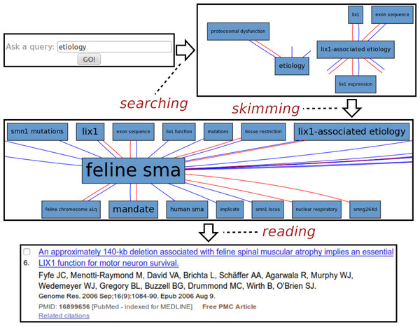 Exploring SMA etiology.