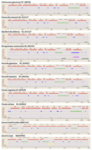 Comparative Synteny map of the representative species for the helminth mtDNA illustrating the protein coding genes, tRNAs, rRNAs etc.