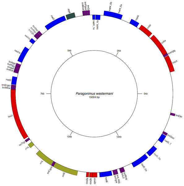 Circular genome map of Paragonimus westermani mtDNA.