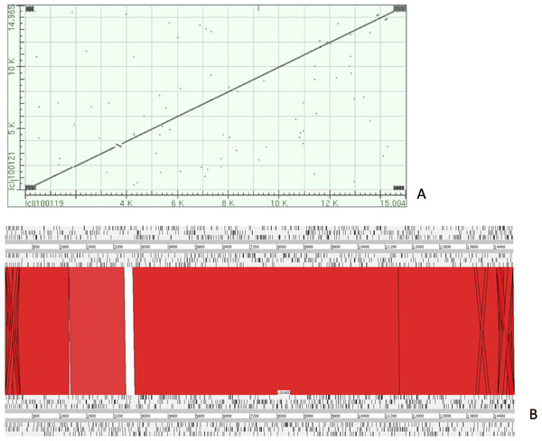 Dot plot matrix and sequence similarity map depicting the the sequence similarity regions between the assembled and reference mtDNA.