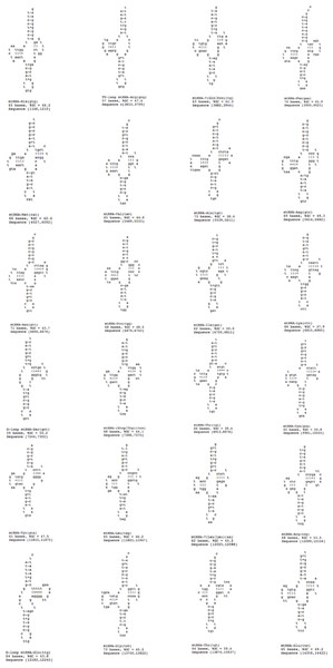 24 tRNA secondary structures predicted using ARWEN.