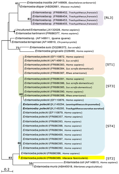 Phylogenetic tree based on partial 18SrDNA sequences, showing the relationships among Entamoeba species.