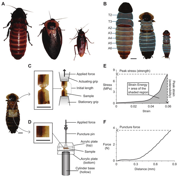 Cockroach species used in the present study, and the methods used for dissecting, fabricating, testing, and analyzing cuticle samples subjected to tensile and puncture tests.