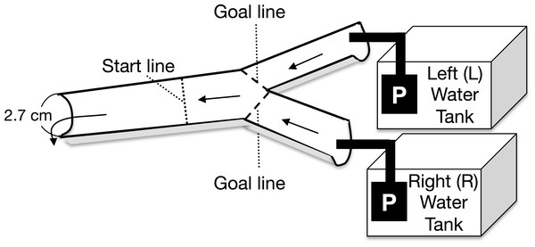 Top view of the experimental channel.