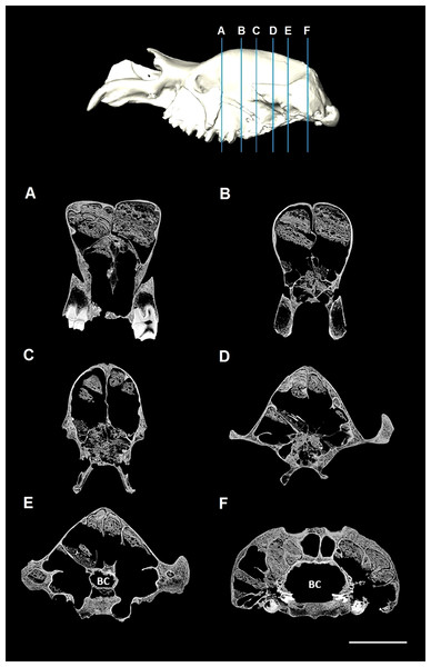 CT slices of Diprotodon.