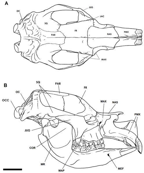Cranial anatomy of the Bacchus Marsh Diprotodon.