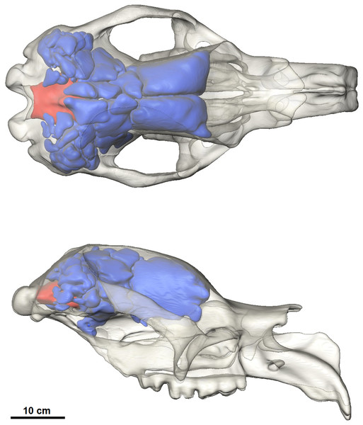 Dorsal and lateral view of the cranial reconstruction of the Bacchus Marsh Diprotodon.