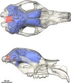 Three dimensional digital reconstruction of the jaw adductor ...