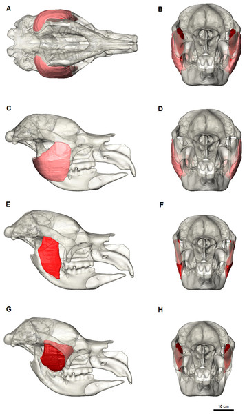 Masseter muscle reconstruction for Diprotodon.