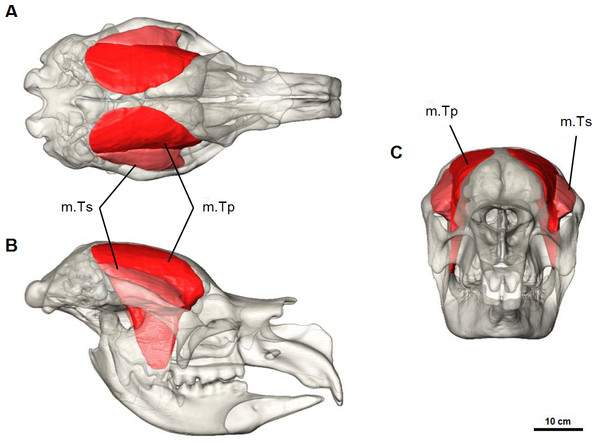 Temporalis muscle reconstruction for Diprotodon.