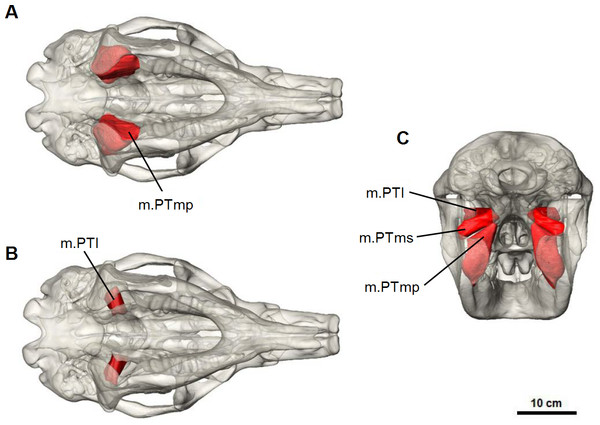 Pterygoid muscle reconstruction for Diprotodon.