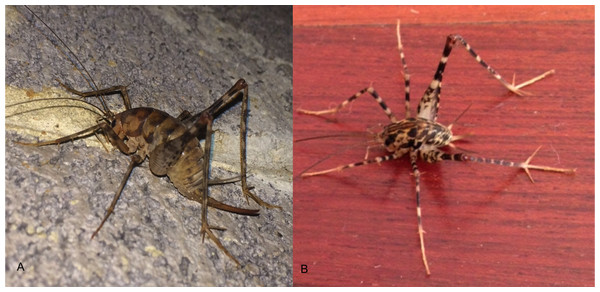 Images of Diestrammena asynamora and putative D. japanica.