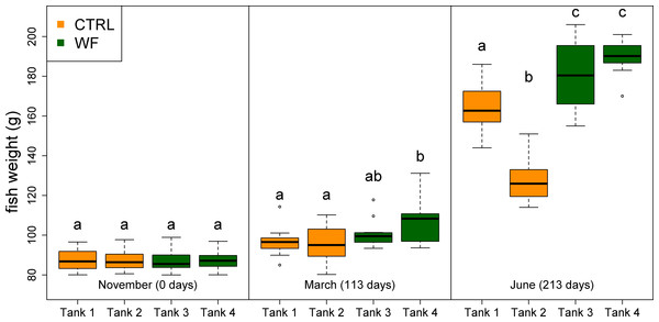 Box plots of the fish weight distributions.