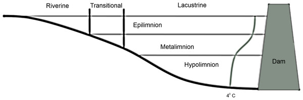 Diagram of vertical and horizontal zonation in a stereotypical reservoir.