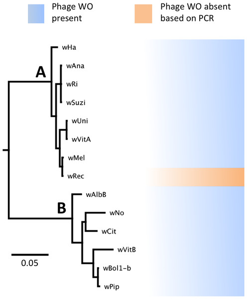 WO phage is present in all sequenced supergroup (A) and (B) Wolbachia strains.