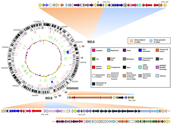 wRec genome comparison to wMel.