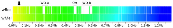 Within-scaffold wRec synteny compared to wMel.