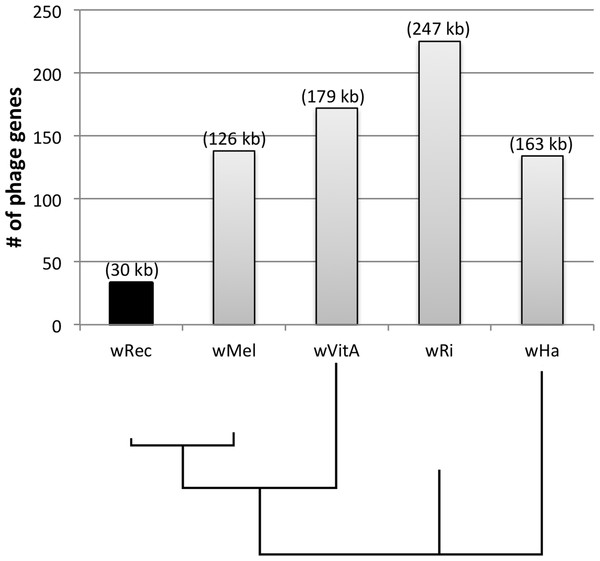 Number of phage genes in wRec and its relatives.