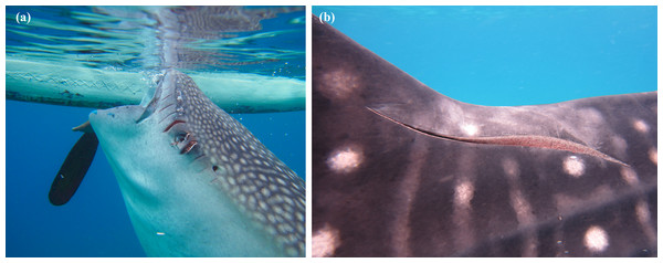 Examples of scars observed on R. typus from collision with small (A) and large (B) propellers.
