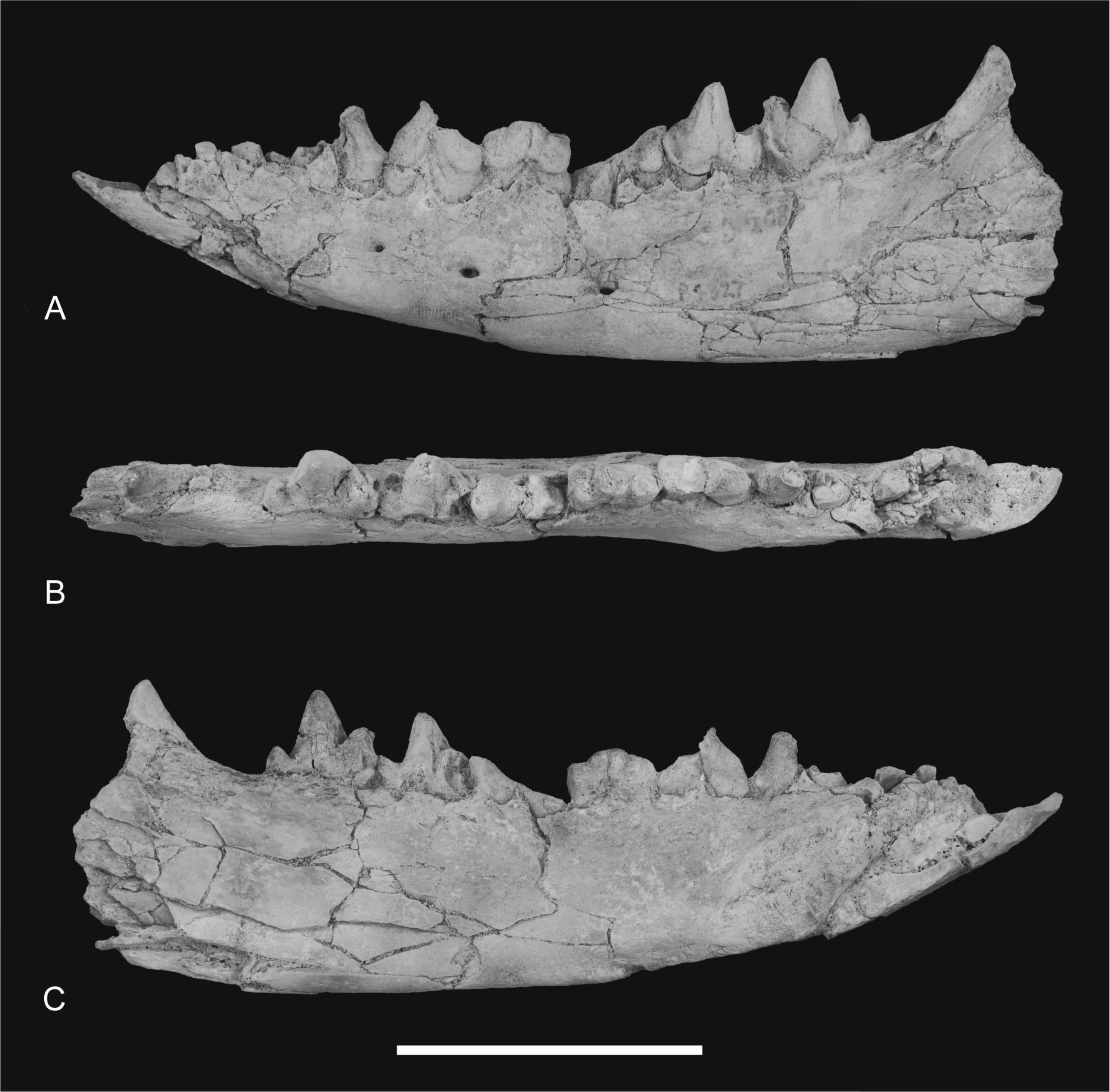 New Craniodental Remains Of Thylacinus Potens (Dasyuromorphia ...