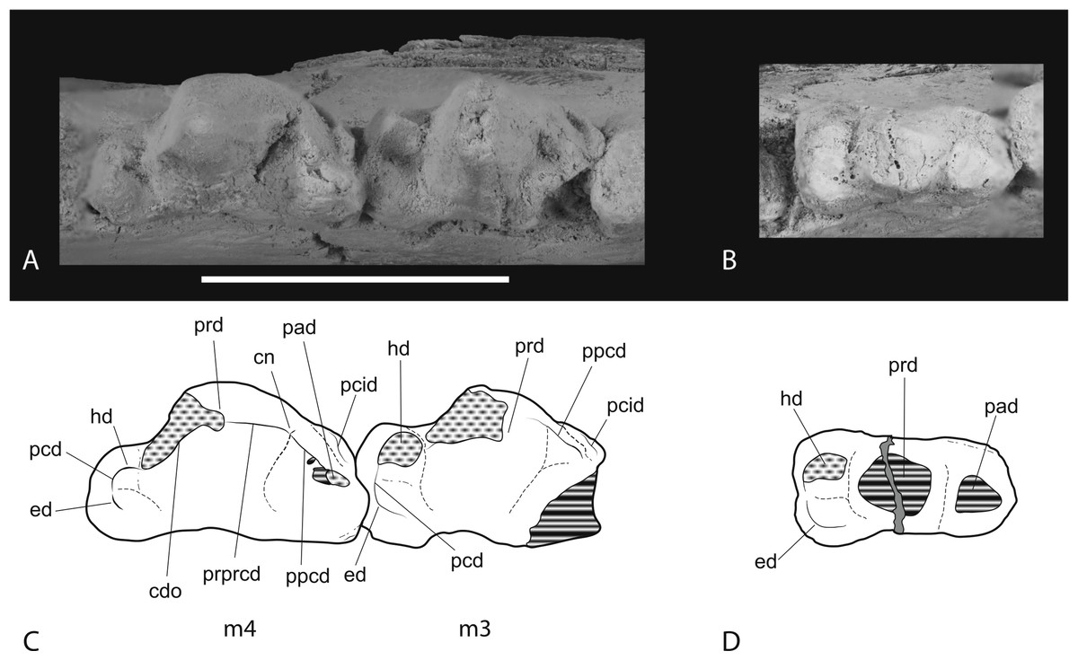 New Craniodental Remains Of Thylacinus Potens Dasyuromorphia