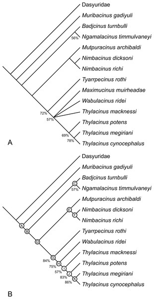 Results of cladistic analysis of thylacinid relationships.