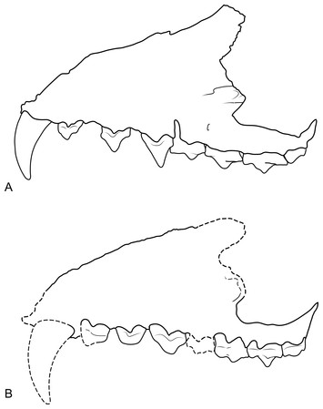 New craniodental remains of Thylacinus potens (Dasyuromorphia ...