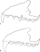 New craniodental remains of Thylacinus potens (Dasyuromorphia ...