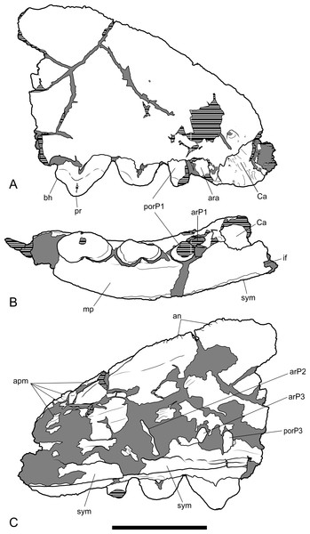 Drawings of anterior part of maxilla.