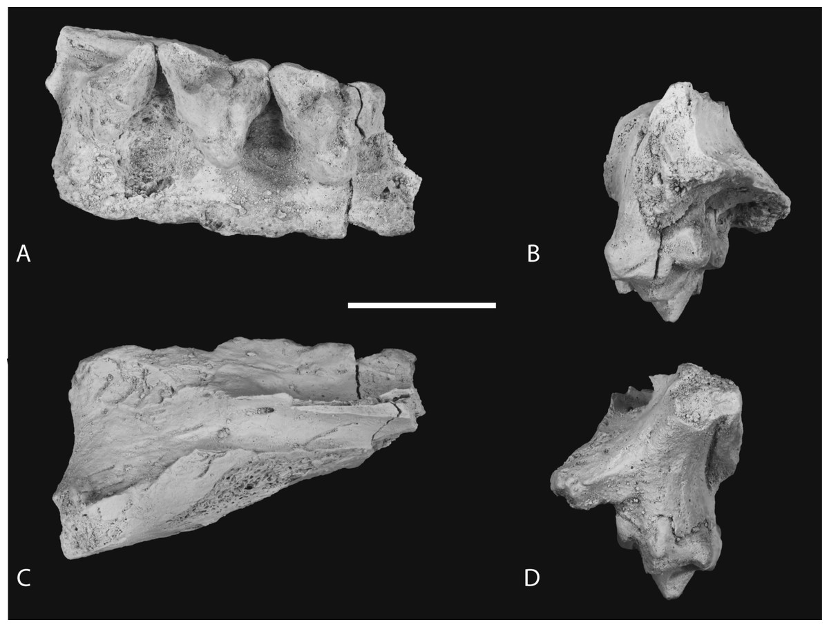 New craniodental remains of Thylacinus potens (Dasyuromorphia ...