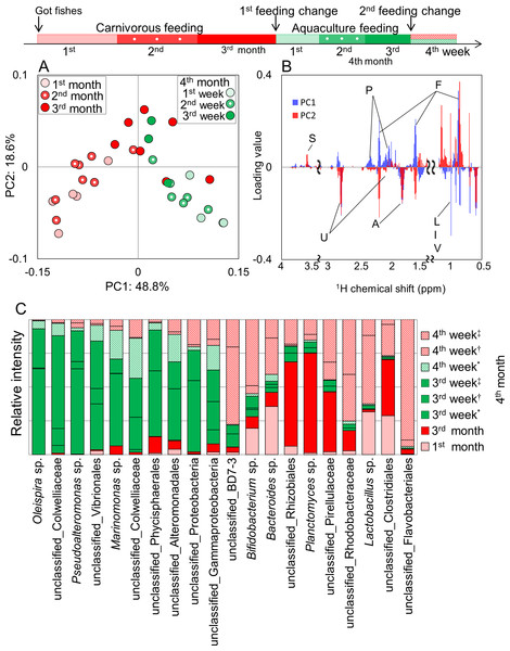 Metabolic and microbial profiles of feeding response in Epinephelus septemfasciatus feces.