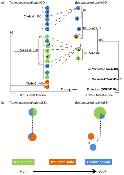 Comparison of two Bayesian (BA) consensus topologies of the COI mtDNA datasets (A), and a parsimony network generated on TCS, of 28S ribosomal DNA sequence data (B).