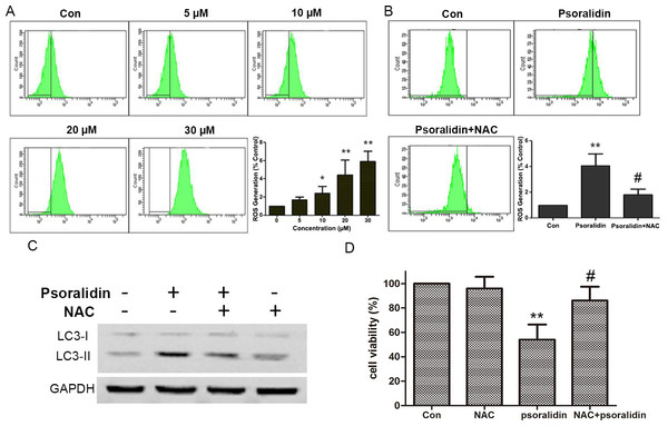 Psoralidin induced ROS generation and NAC reversed psoralidin-induced autophagy and cell death.