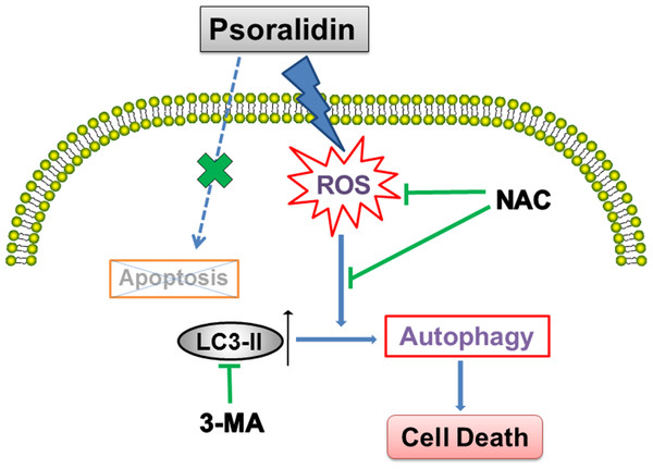 Schematic diagram illustrates the underlying mechanism of psoralidin-induced cell death in A549 cells.